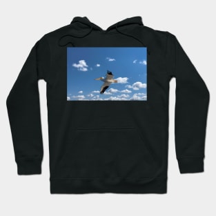 American White Pelican In Flight Hoodie